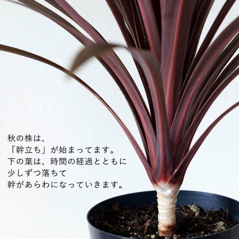 観葉植物 おしゃれ 大型 種類 屋外 庭 ガーデニング コルジリネ
