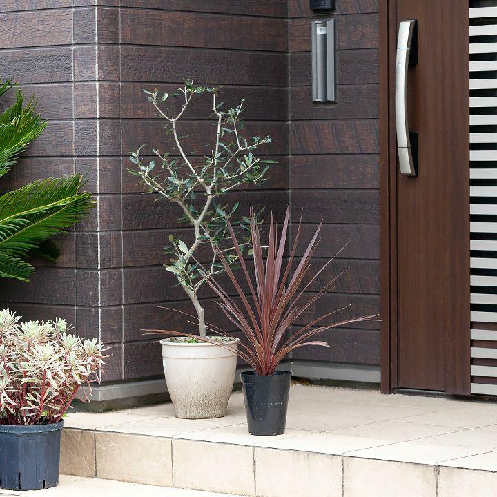 観葉植物 おしゃれ 大型 種類 屋外 庭 ガーデニング コルジリネ