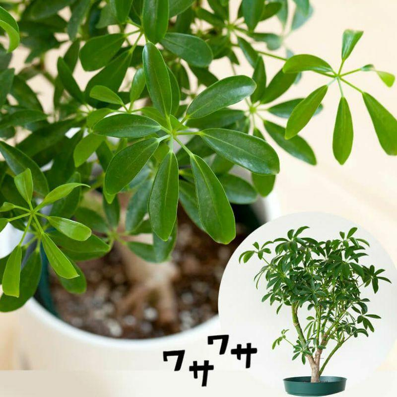 シェフレラコンパクタ② ♻️リユース観葉植物 シェフレラ・観葉植物・おしゃれ・シェフレラ・コンパクタ5号サイズで2