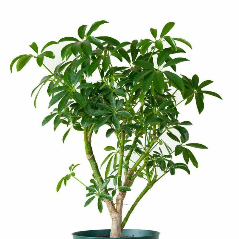 シェフレラ・観葉植物・おしゃれ・シェフレラ・コンパクタ5号サイズで2