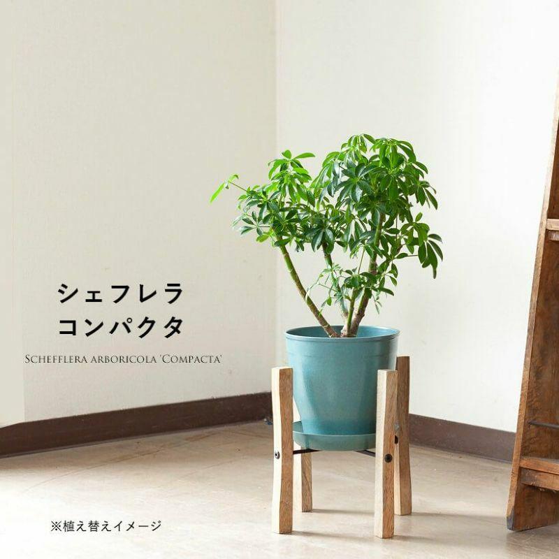 シェフレラ・観葉植物・おしゃれ・シェフレラ・コンパクタ5号サイズで2