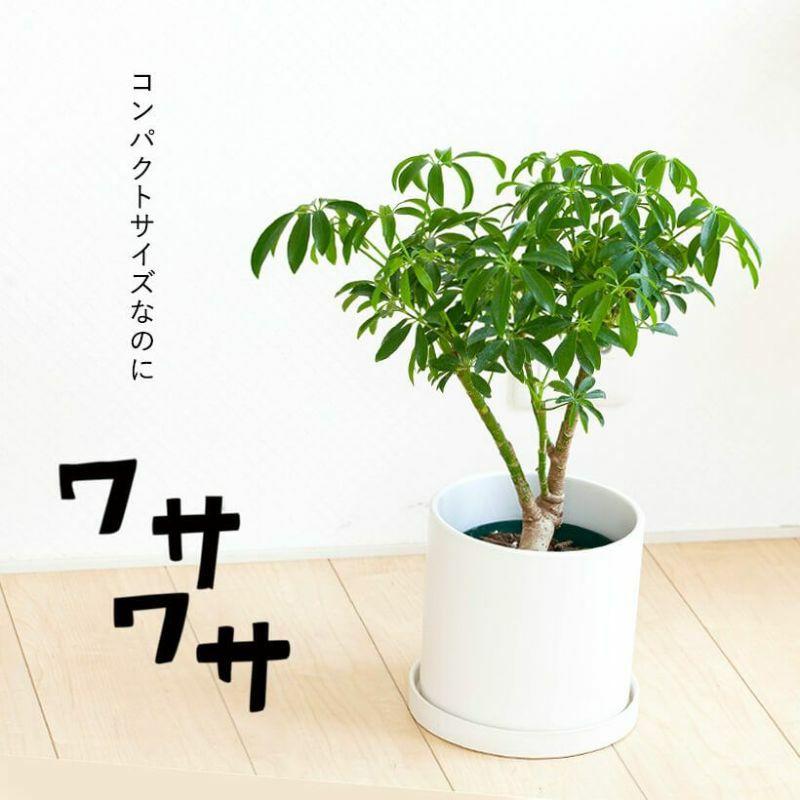 シェフレラ・観葉植物・おしゃれ・シェフレラ・コンパクタ5号サイズで2
