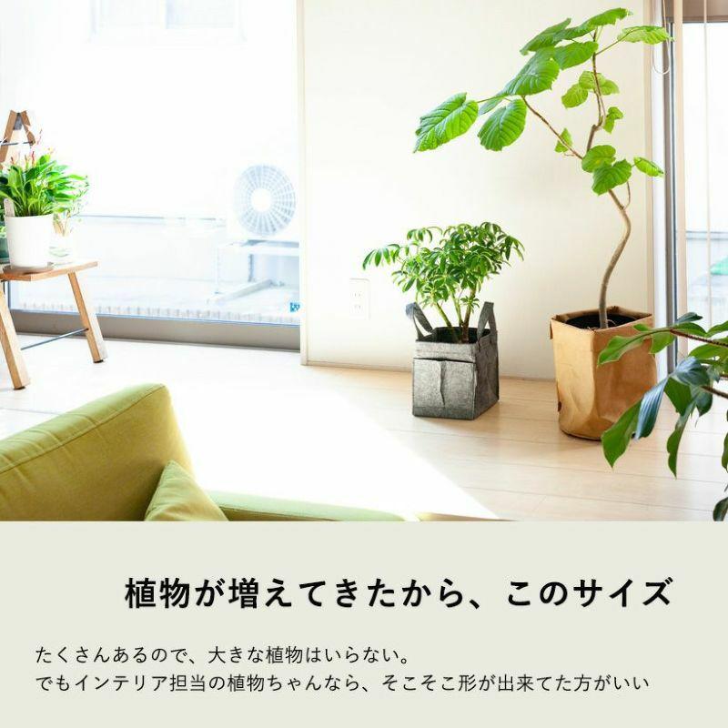シェフレラ・観葉植物・おしゃれ・シェフレラ・コンパクタ5号サイズで2