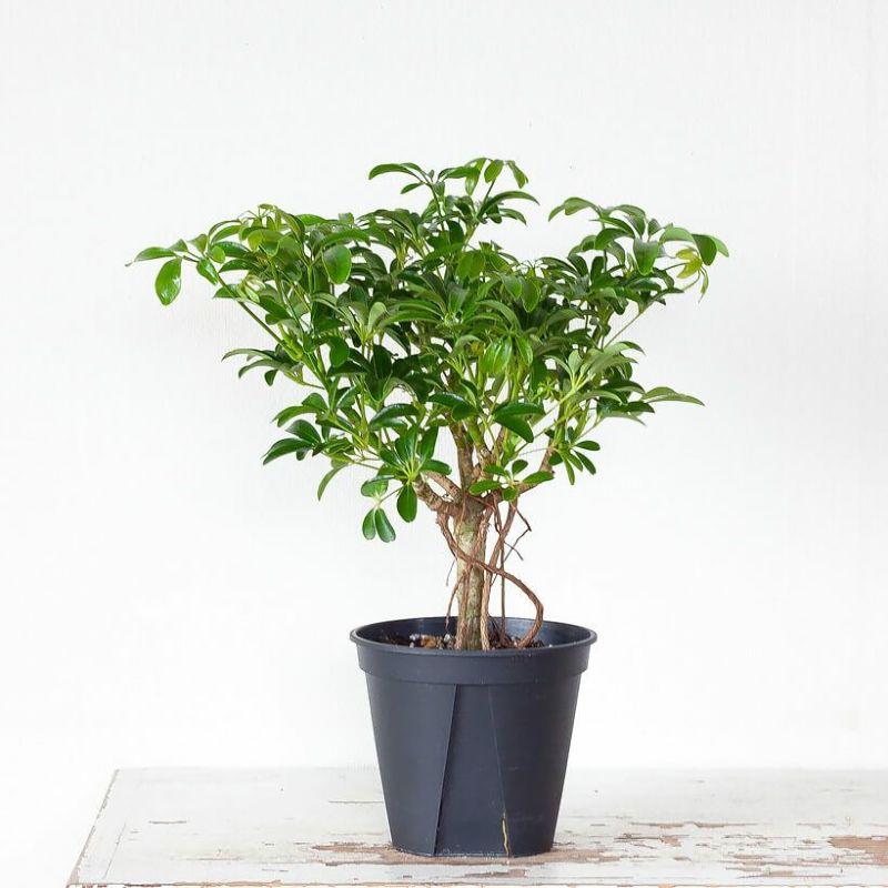 シェフレラコンパクタ② ♻️リユース観葉植物 シェフレラ・観葉植物・おしゃれ・シェフレラ・コンパクタ5号サイズで2