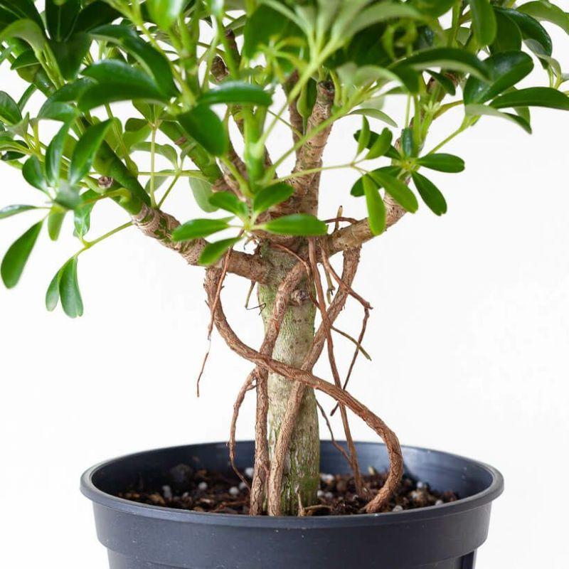 シェフレラコンパクタ② ♻️リユース観葉植物 観葉植物 シェフレラ 6号 コンパクタ プラスチック鉢 | 観葉植物なら