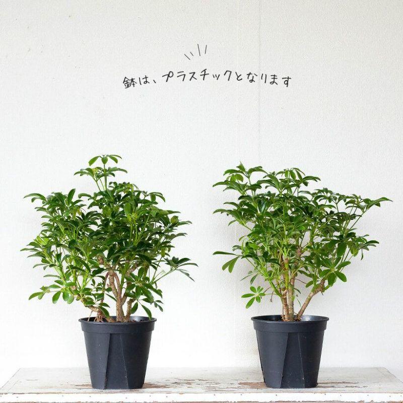 シェフレラ・観葉植物・おしゃれ・シェフレラ・コンパクタ5号サイズで2