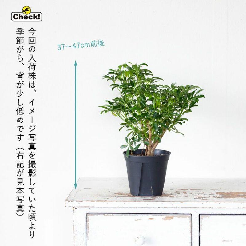 シェフレラ・観葉植物・おしゃれ・シェフレラ・コンパクタ5号サイズで2