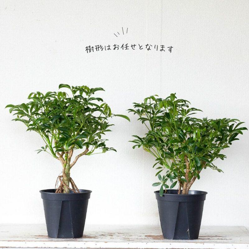 ☆シェフレラ コンパクタ♪ 132cm 太幹♪ ☆シェフレラ コンパクタ♪ 132cm 太幹♪ ☆シェフレラ コンパクタ