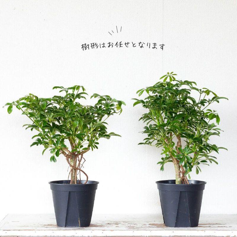 シェフレラ・観葉植物・おしゃれ・シェフレラ・コンパクタ5号サイズで2