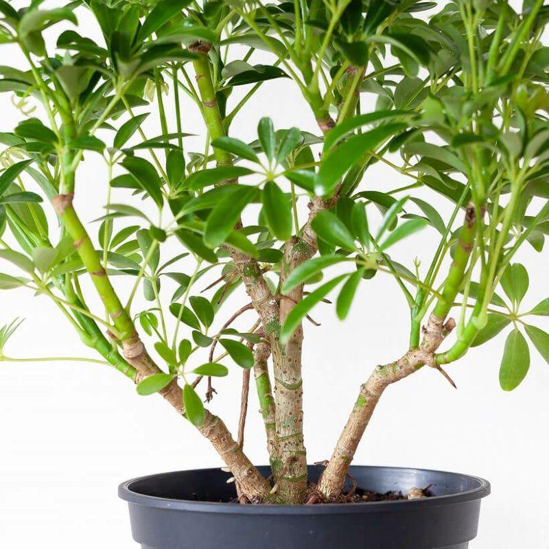 シェフレラ・観葉植物・おしゃれ・シェフレラ・コンパクタ5号サイズで2