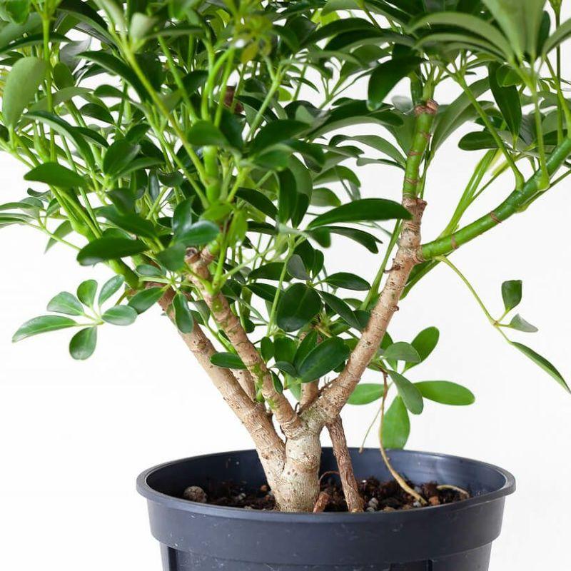 シェフレラ・観葉植物・おしゃれ・シェフレラ・コンパクタ5号サイズで2