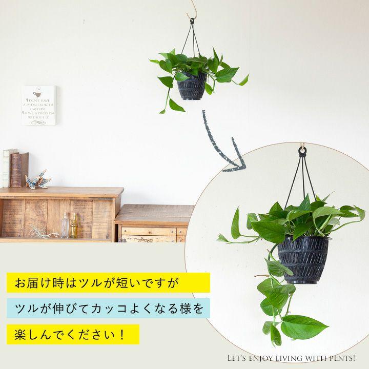 観葉植物 ポトス 吊り鉢 吊り下げ ぶら下げ おしゃれ インテリア