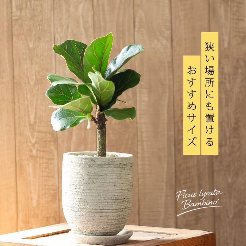 観葉植物 ゴムの木 成長が遅い品種！柏葉ゴム”バンビーノ” : e-花屋