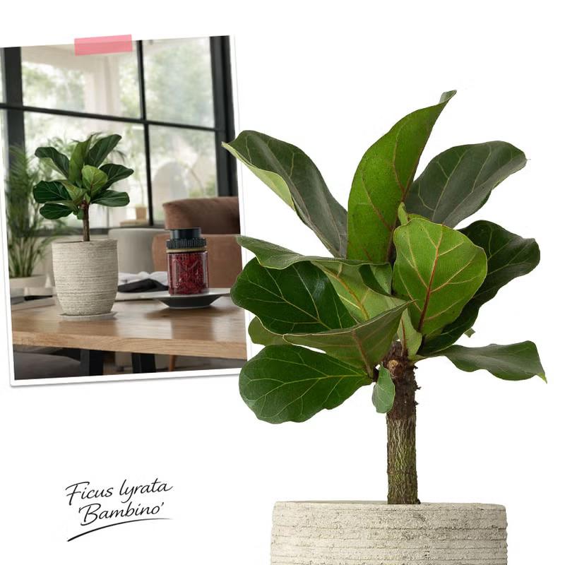 観葉植物 ゴムの木 成長が遅い品種！柏葉ゴム”バンビーノ” : e-花屋