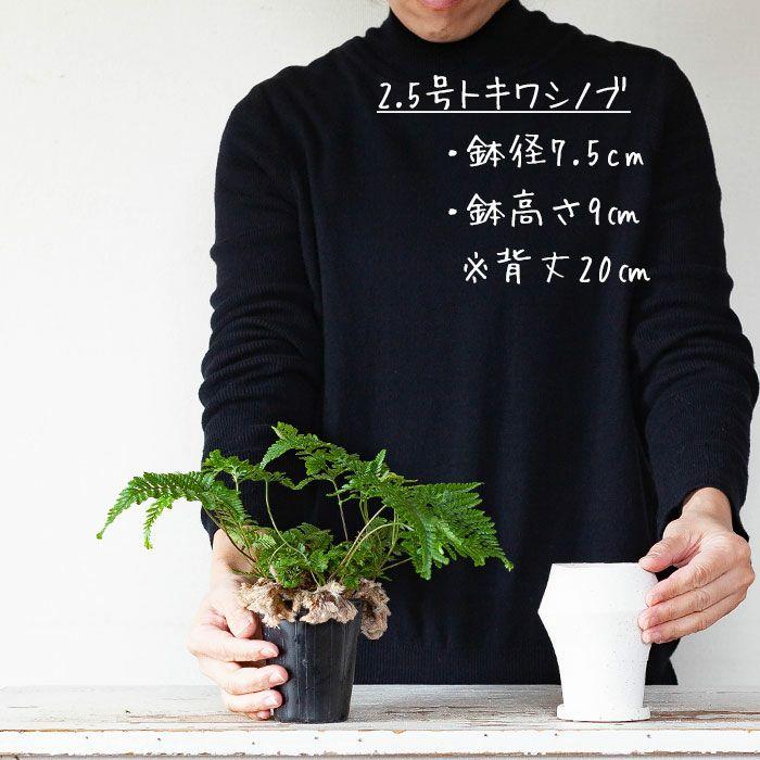 鉢 植木鉢 大人しいけど、チョッピリ個性。手作り風の陶器鉢（7.5cm