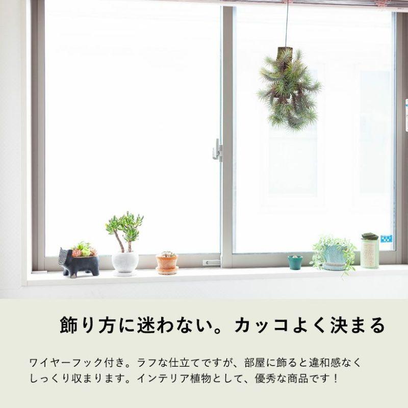 数量限定」エアープランツ 吊り下げ インテリア チランジア