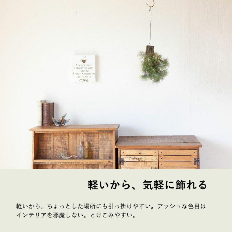 数量限定」エアープランツ 吊り下げ インテリア チランジア