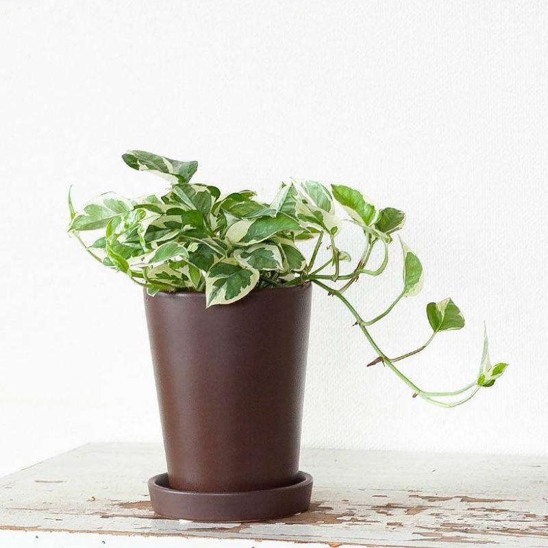 鉢 植木鉢 陶器 おしゃれ 室内 鉢植え 植え替え シンプルな茶色の
