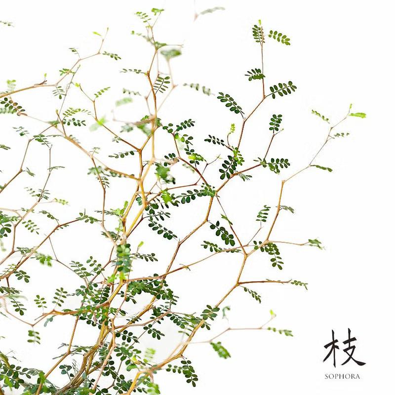 観葉植物 種類 室内 おしゃれ 植え替え メルヘンの木 可愛い ソフォラ・プロストラータ。根量増やし、丈夫さUPの5号鉢！　（Yahoo!・e-花屋さん）