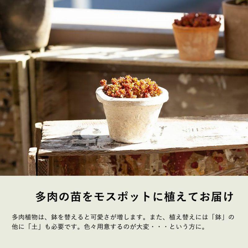 多肉植物 観葉 おしゃれ ミニ 屋外 鉢植え かわいい 多肉を