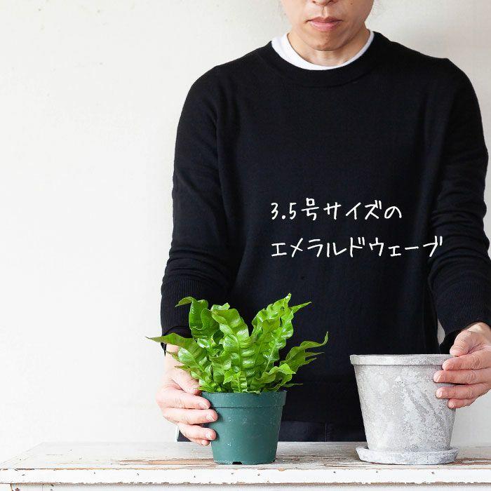 植木鉢 おしゃれ 陶器 受皿付き 使い古したような。レトロな素焼き