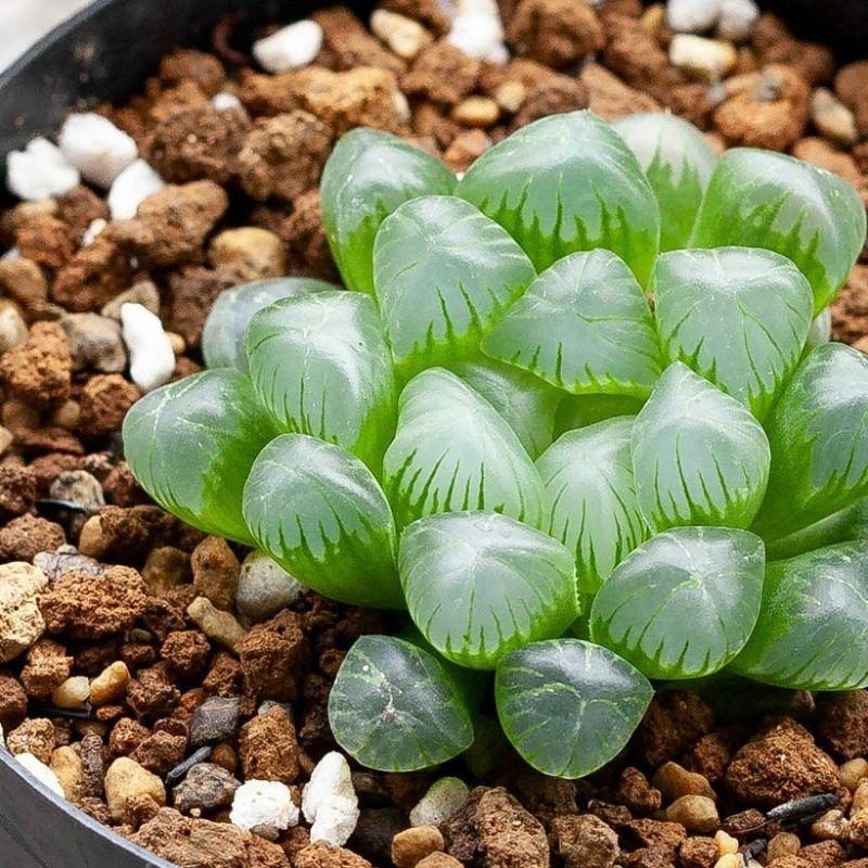 多肉植物 観葉 ミニ おしゃれ ハオルチア・オブツーサ（3号硬質