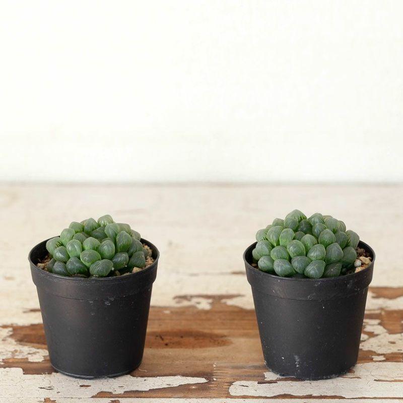 ハオルチア　オブツーサ　出品苗大きさ比較 ハオルチア オブツーサ 出品苗大きさ比較