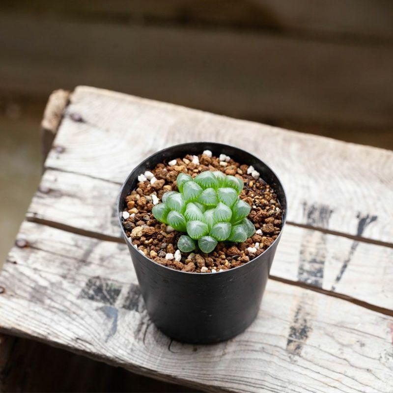 ハオルチア プペスケンス 3点セット Amazon｜多肉植物 ハオルチア ハオルシア ジェリーフィッシュ