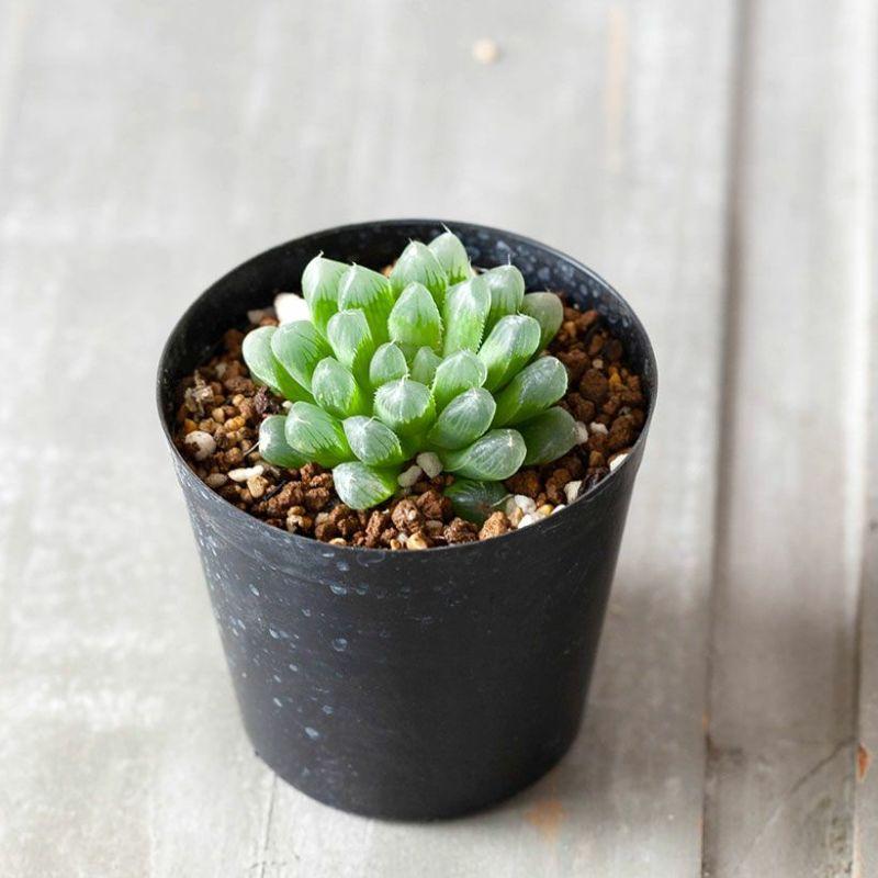 ハオルチア プペスケンス 3点セット Amazon｜多肉植物 ハオルチア ハオルシア ジェリーフィッシュ