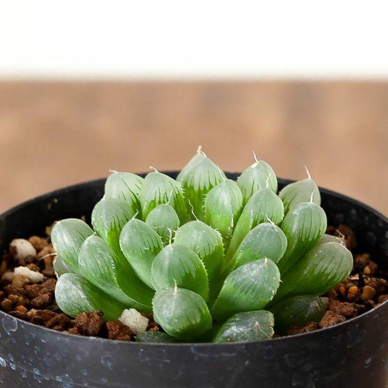 多肉植物 観葉 ミニ おしゃれ ハオルチア・オブツーサ（3号硬質POT