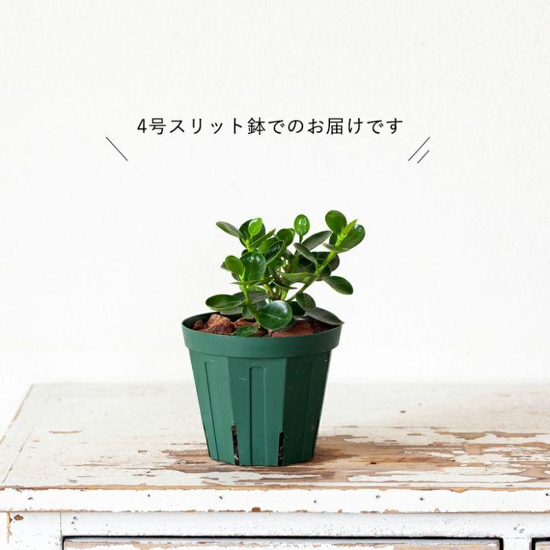 現品　ガジュマル　パンダガジュマル　コパンダガジュマル　30番　希少　観葉植物 ガジュマル パンダ」の人気商品一覧 | 安い商品を通販サイトから