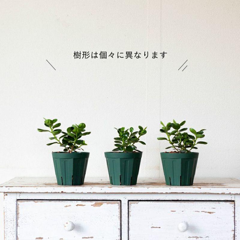 ガジュマル パンダガジュマル 観葉植物 コパンダガジュマル4号 ガジュマル パンダガジュマル 観葉植物 コパンダガジュマル4号