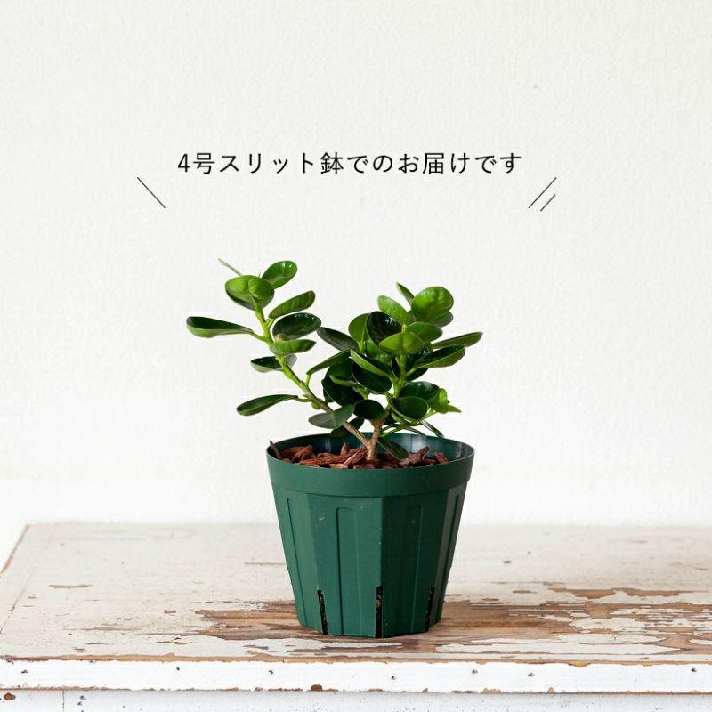 ガジュマル パンダガジュマル 観葉植物 コパンダガジュマル4号 ガジュマル パンダガジュマル 観葉植物 コパンダガジュマル4号
