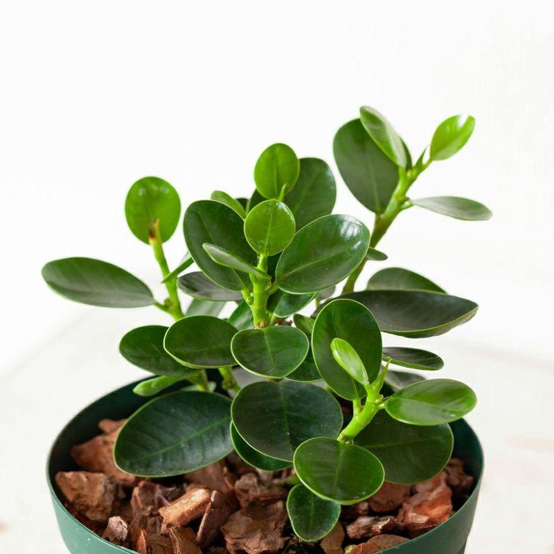 ガジュマル パンダガジュマル 観葉植物 コパンダガジュマル4号 ガジュマル パンダガジュマル 観葉植物 コパンダガジュマル4号