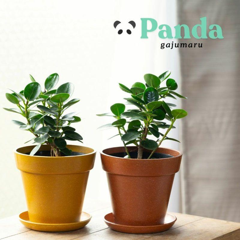 希少 観葉植物 パンダガジュマル 8字仕立て 多幸の木 8号鉢 極上品 写真現物 観葉植物 種類 室内 おしゃれ うきうきサイズの パンダガジュマル : e