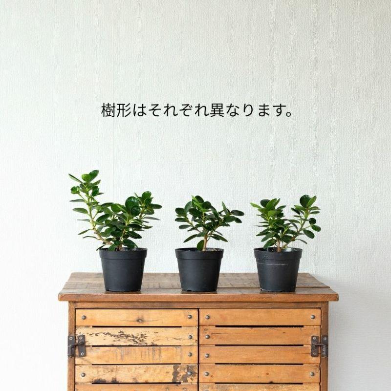 観葉植物 種類 室内 おしゃれ うきうきサイズの パンダガジュマル : e