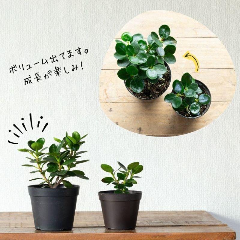 観葉植物 種類 室内 おしゃれ うきうきサイズの パンダガジュマル : e
