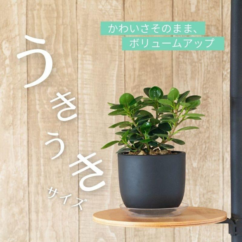 観葉植物 種類 室内 おしゃれ うきうきサイズの パンダガジュマル : e