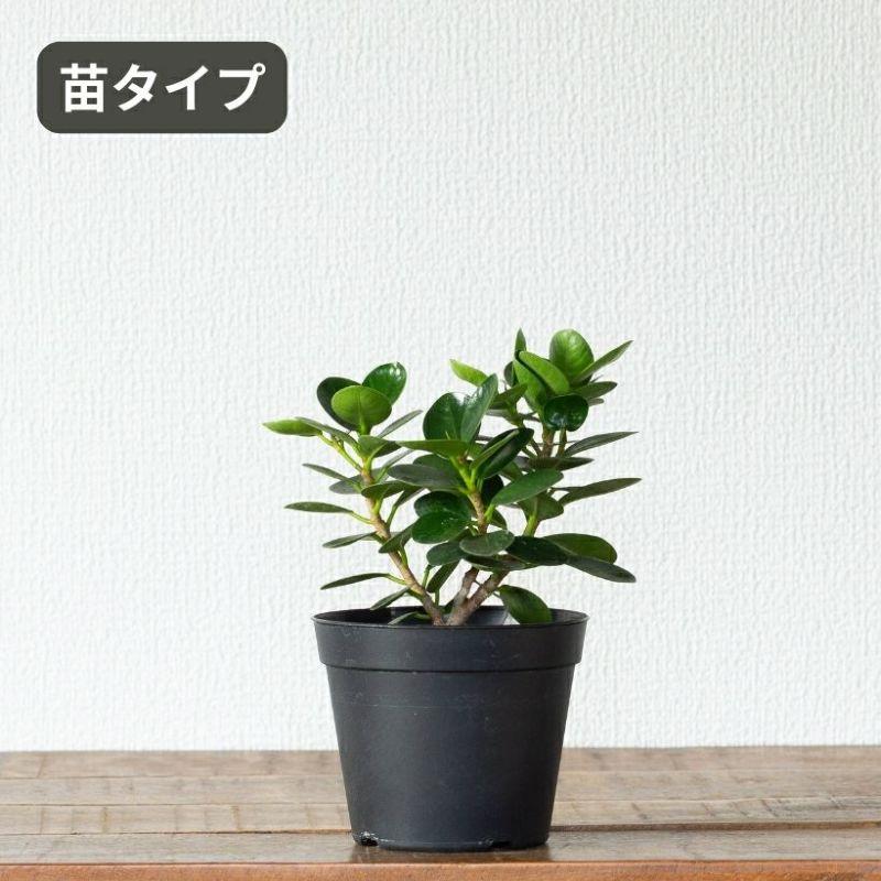 観葉植物 種類 室内 おしゃれ うきうきサイズの パンダガジュマル : e