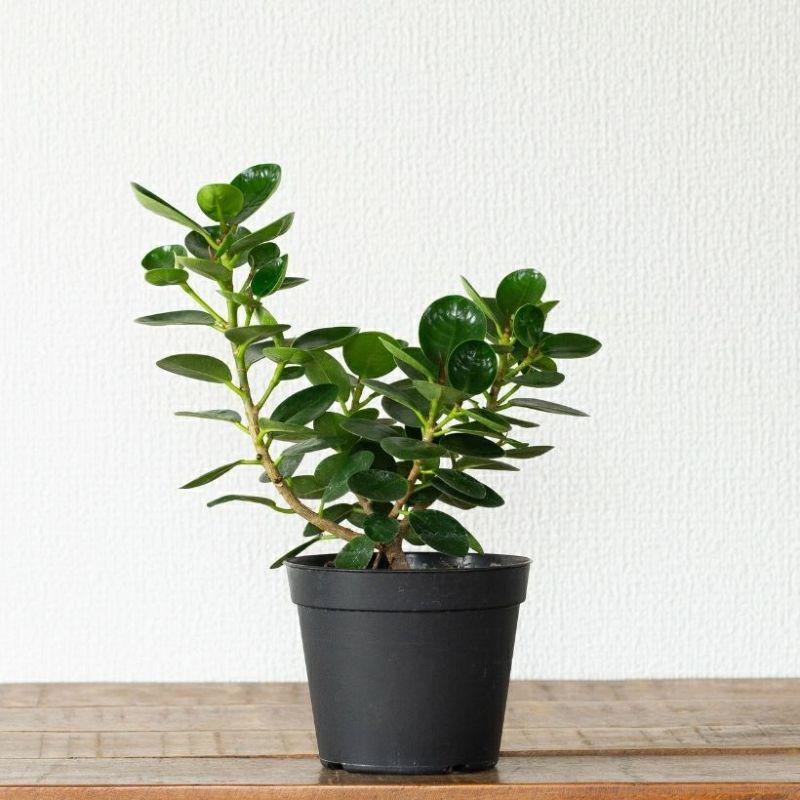観葉植物 種類 室内 おしゃれ うきうきサイズの パンダガジュマル : e