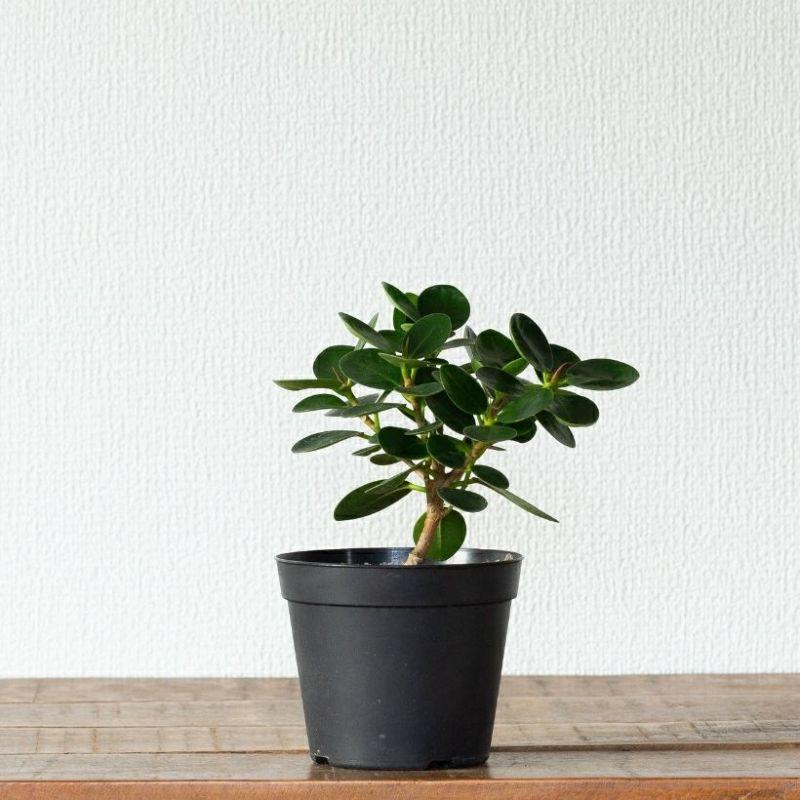 観葉植物 種類 室内 おしゃれ うきうきサイズの パンダガジュマル : e