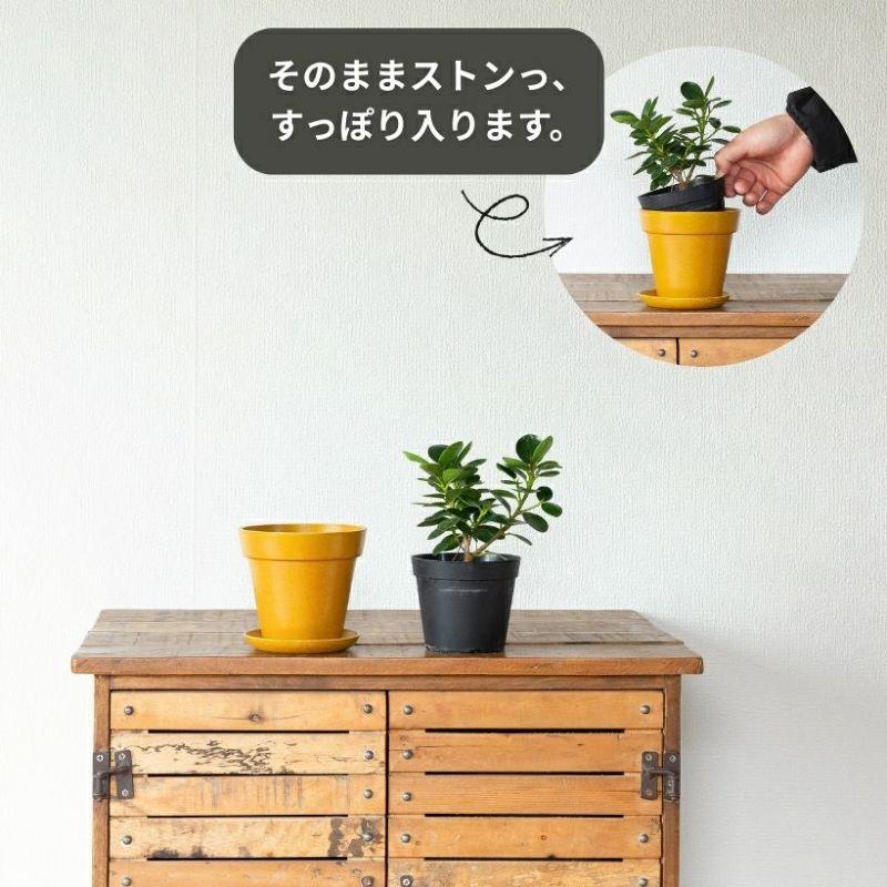 観葉植物 種類 室内 おしゃれ うきうきサイズの パンダガジュマル : e