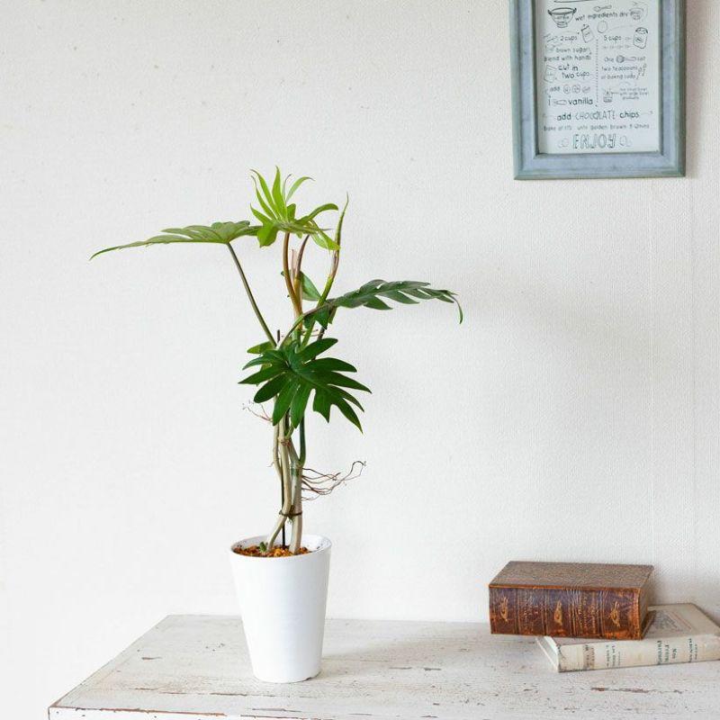 フィロデンドロン・タンゴ 観葉植物 : e-花屋さん - 通販 - Yahoo