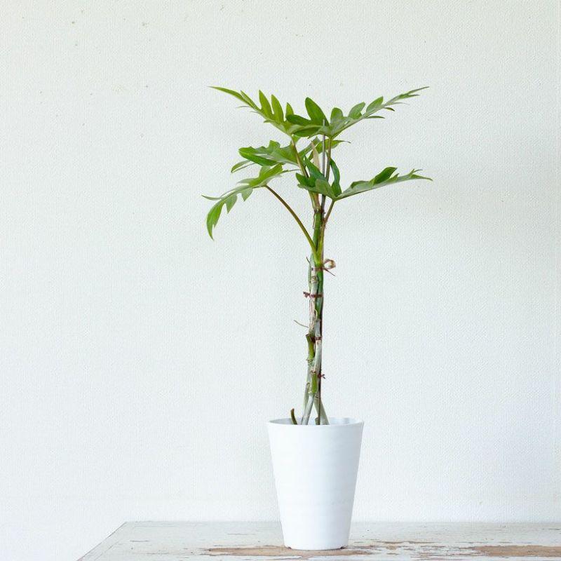フィロデンドロン・タンゴ 観葉植物 : e-花屋さん - 通販 - Yahoo
