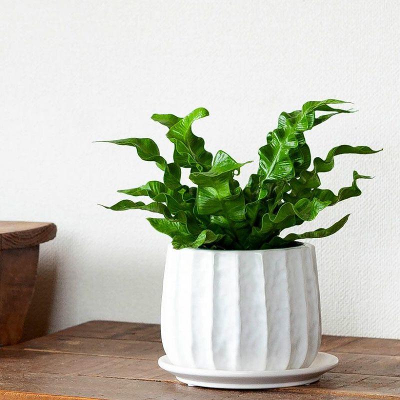 鉢 植木鉢 陶器 おしゃれ 室内 植え替え 鉢カバー シンプル過ぎない