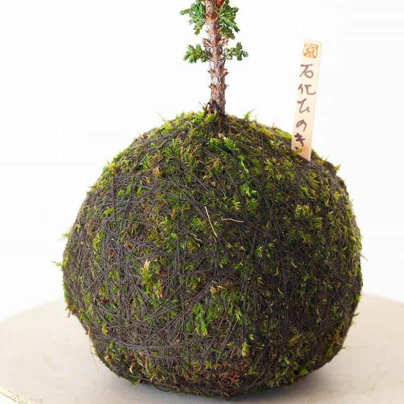 観葉植物 種類 室内 盆栽 おしゃれ 石化ヒノキの苔玉。 : e-花屋さん