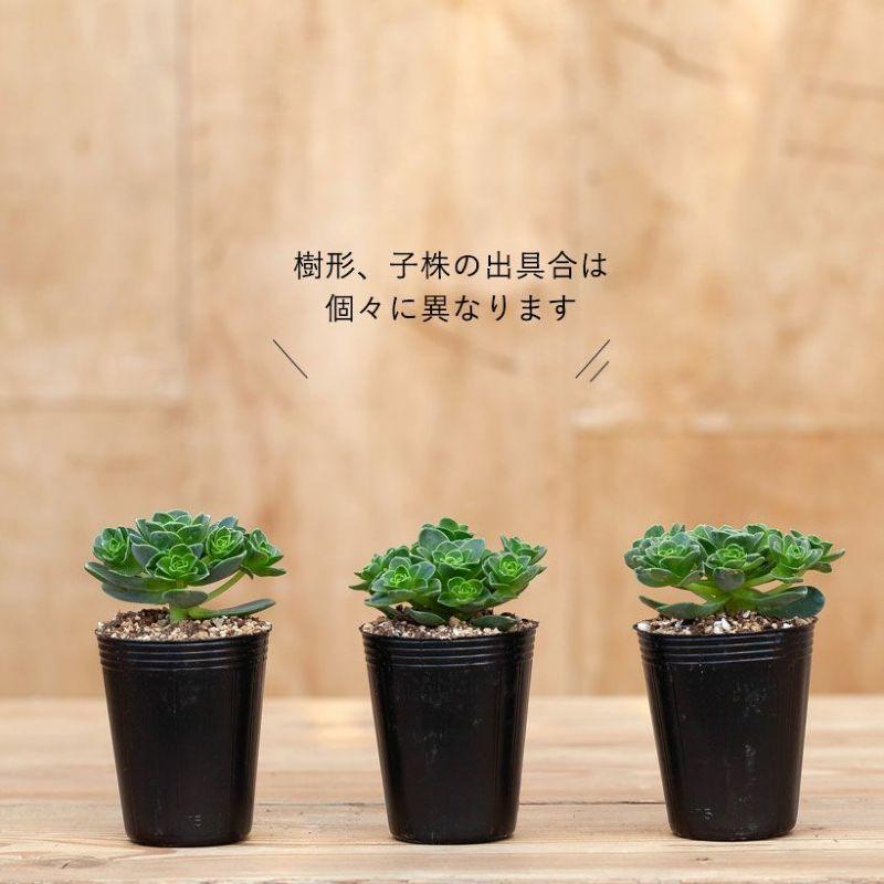 多肉植物 種類 室内 おしゃれ 育てやすい アエオニウム