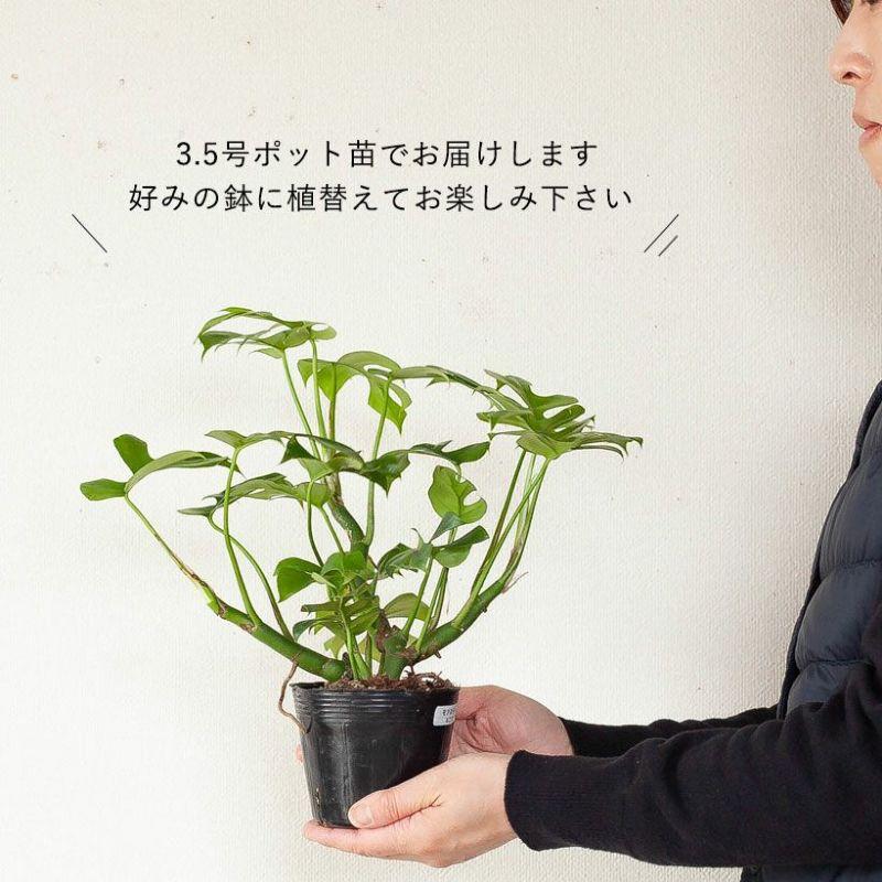 観葉植物 種類 室内 おしゃれ モンステラ・ミニマ。力強い 3.5号苗 : e