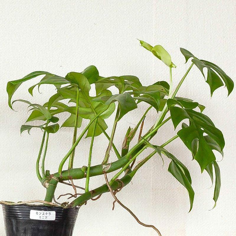 観葉植物 種類 室内 おしゃれ モンステラ・ミニマ。力強い 3.5号苗 : e