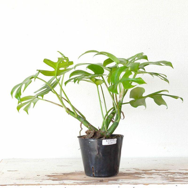 観葉植物 種類 室内 おしゃれ モンステラ・ミニマ。力強い 3.5号苗 : e
